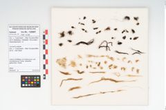 Foto von Textil (NHMW-PRAE-120967)